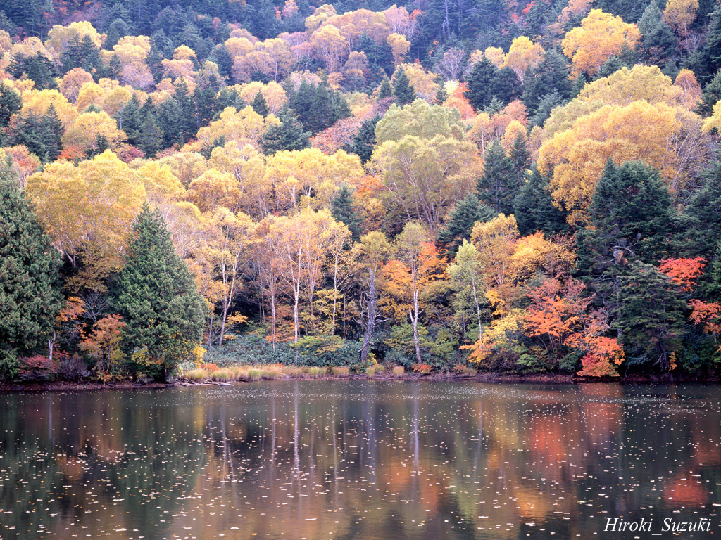 Autumn scene