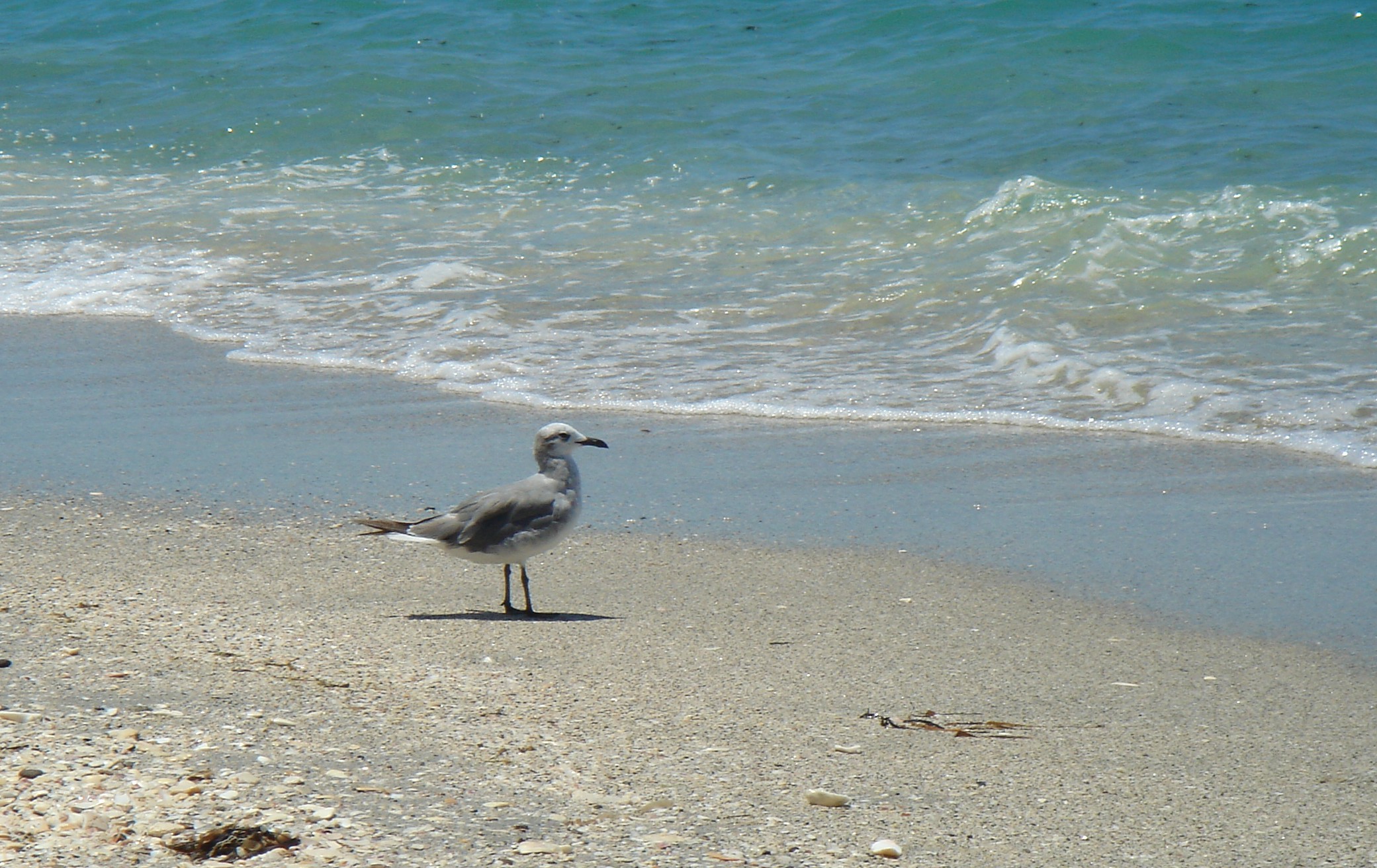 Beach and sea