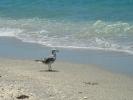 Beach and sea