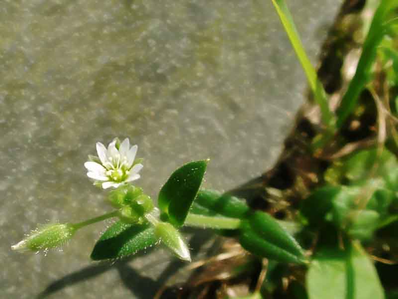 Flower