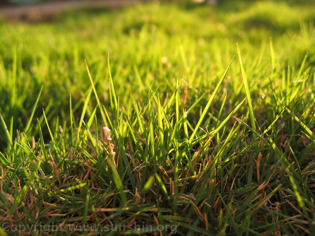 Grass