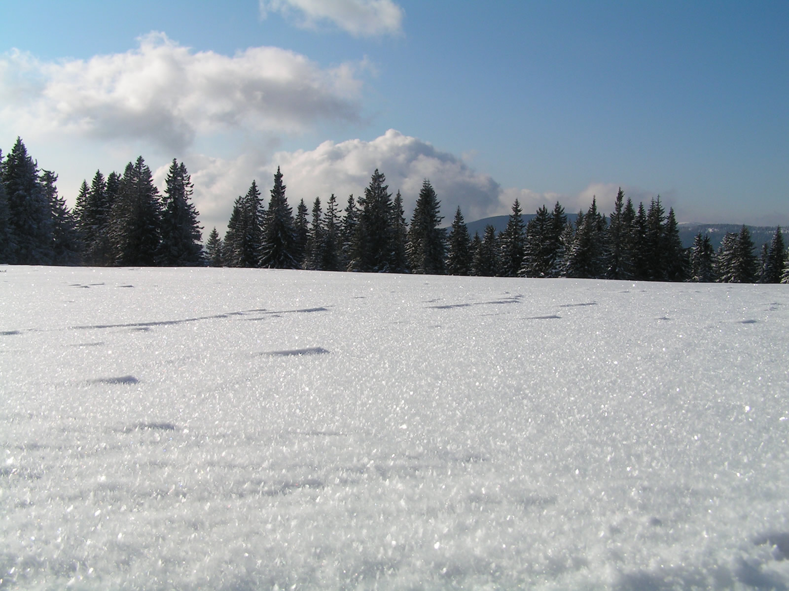 Winter scene