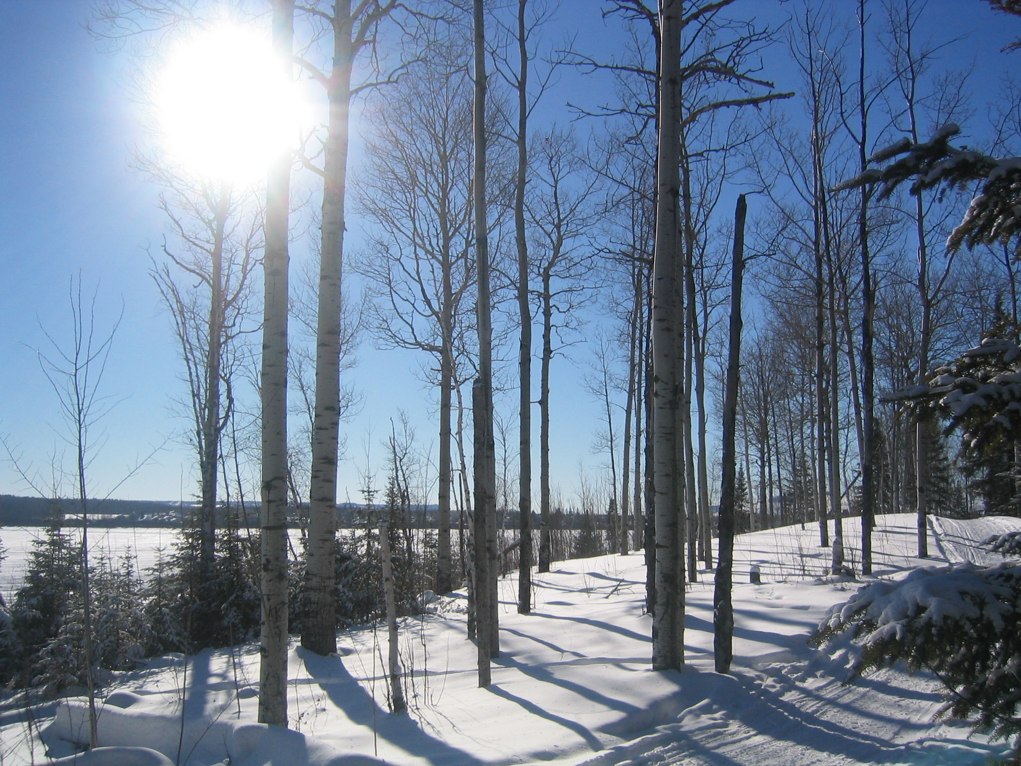 Winter scene