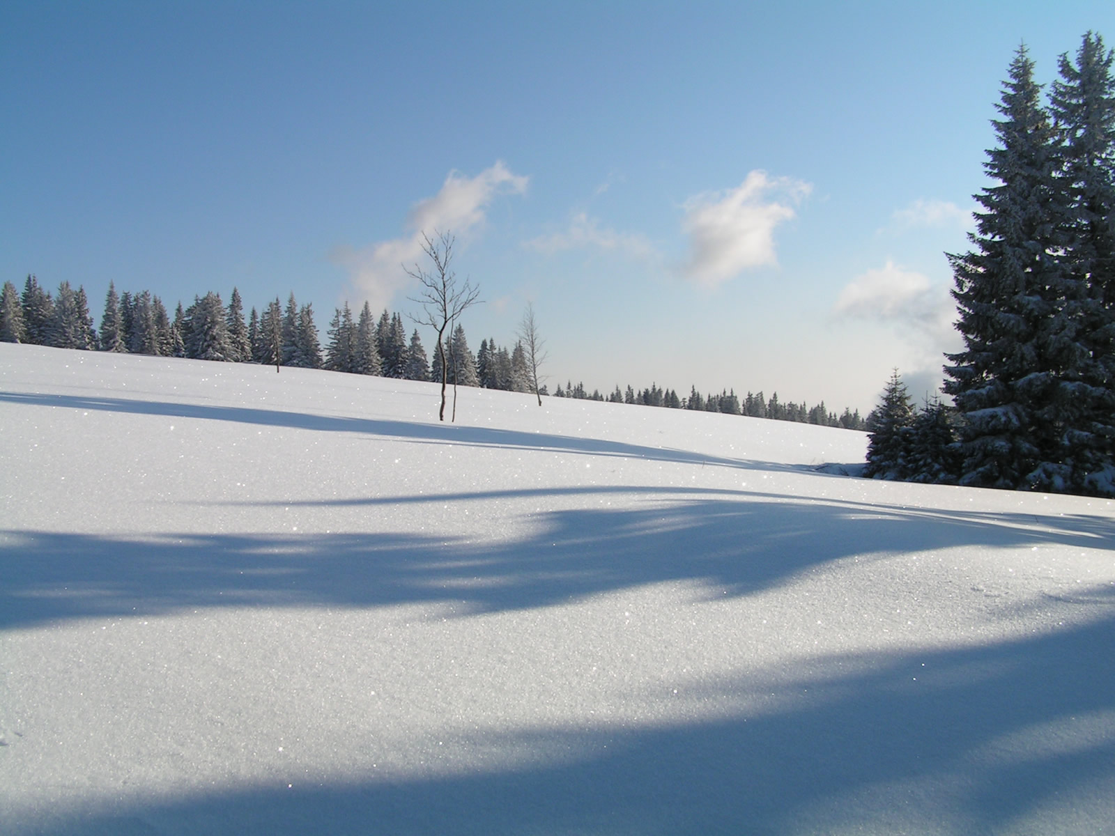 Winter scene