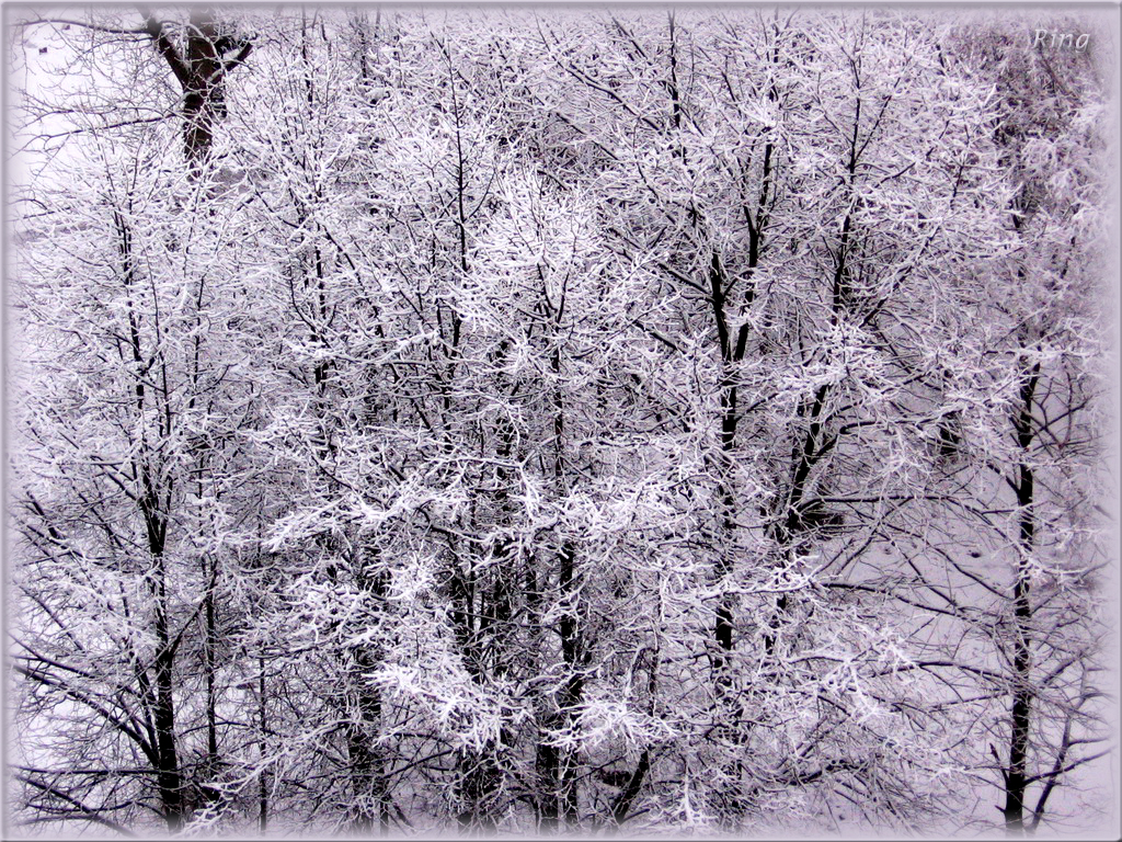 Winter scene