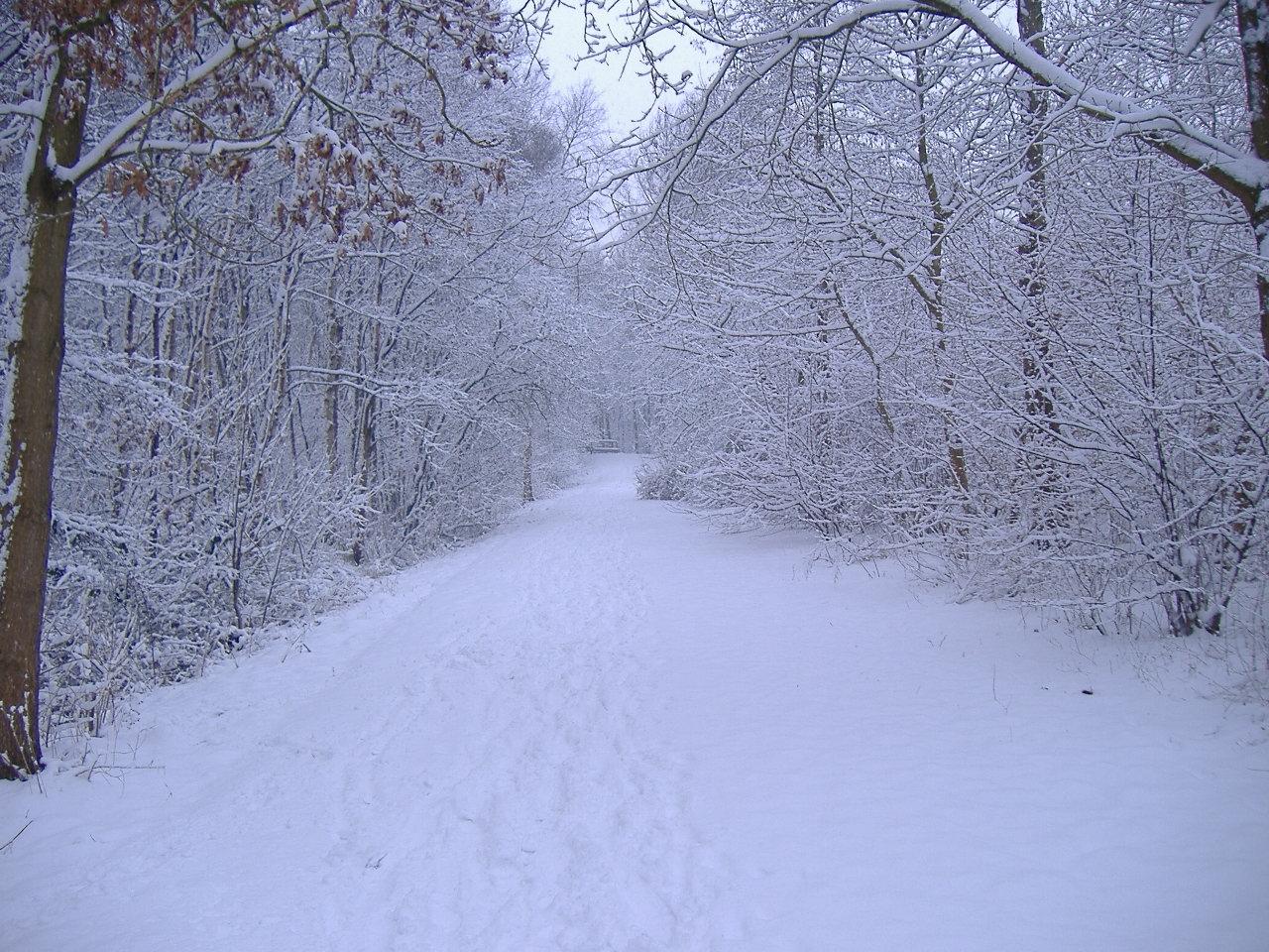 Winter scene