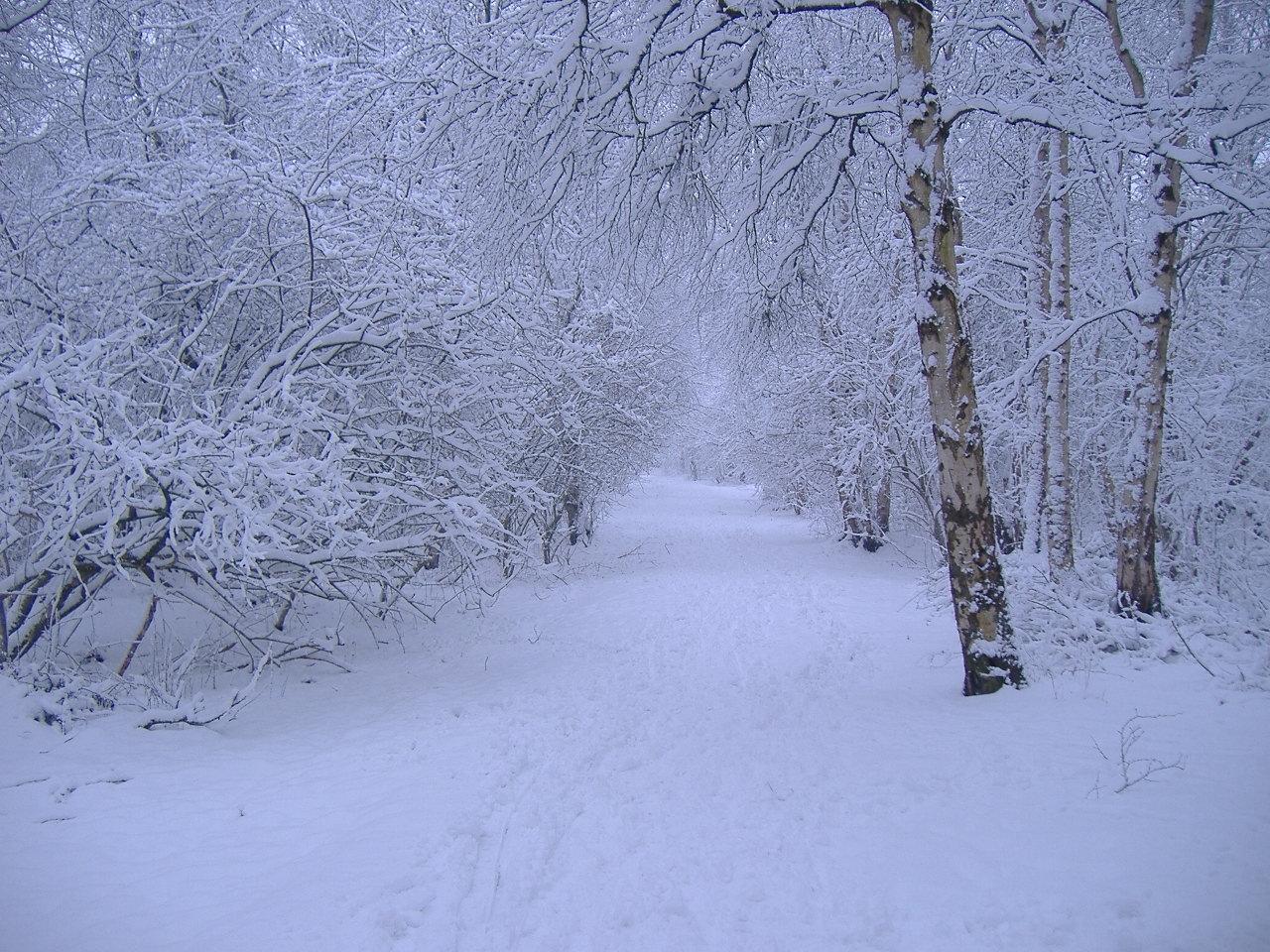 Winter scene