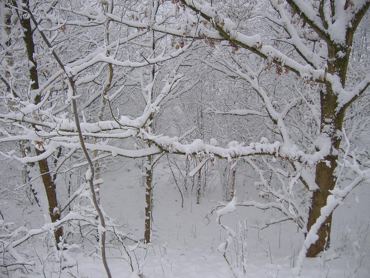 Winter scene