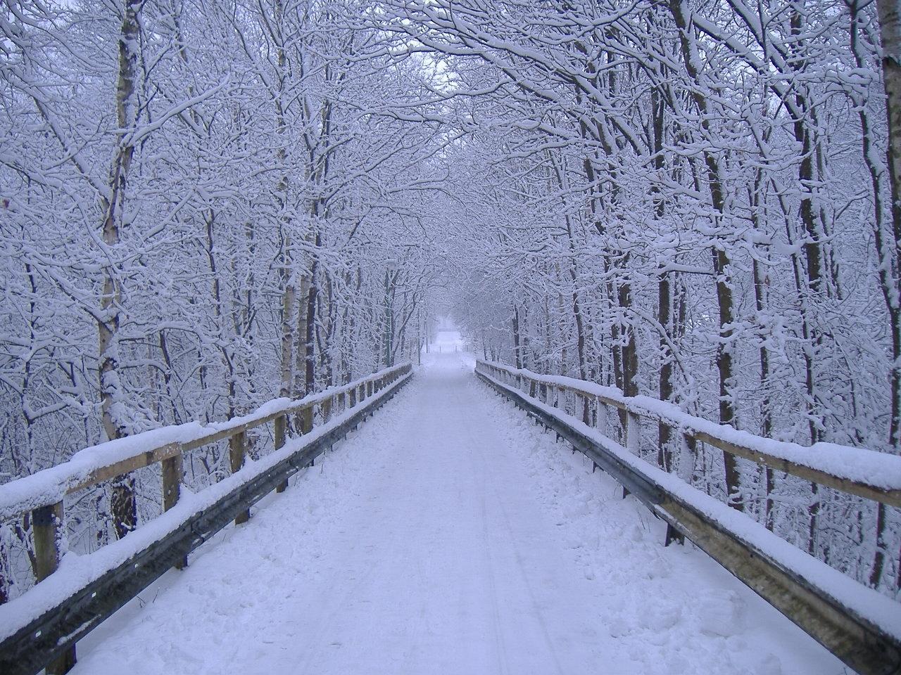 Winter scene